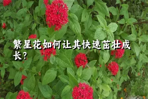 繁星花如何让其快速茁壮成长？