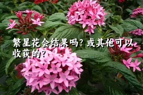 繁星花会结果吗？或其他可以收获的？