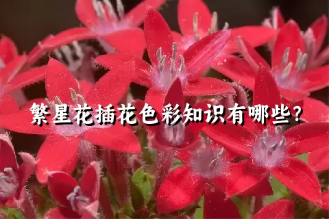 繁星花插花色彩知识有哪些？