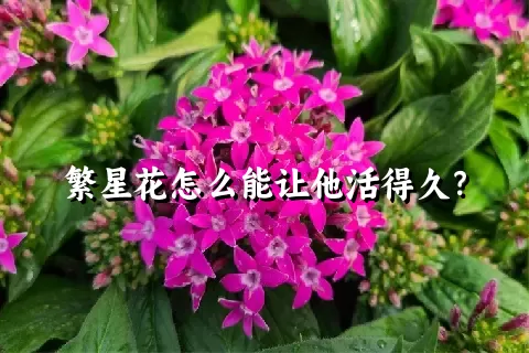 繁星花怎么能让他活得久？