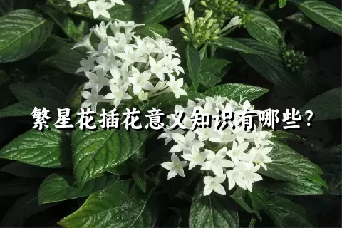 繁星花插花意义知识有哪些？