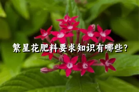 繁星花肥料要求知识有哪些？