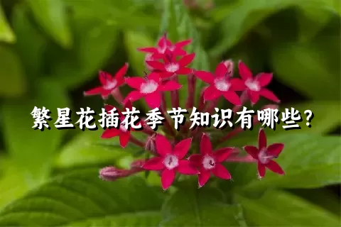 繁星花插花季节知识有哪些？