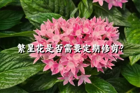 繁星花是否需要定期修剪？