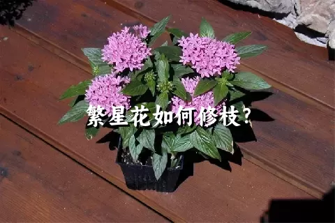 繁星花如何修枝？