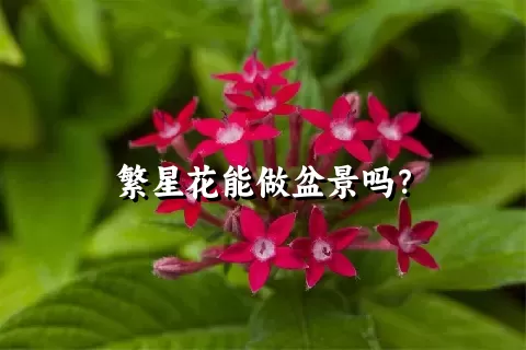 繁星花能做盆景吗？