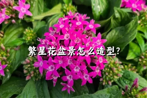 繁星花盆景怎么造型？