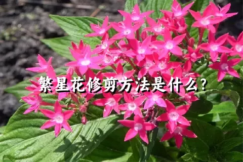 繁星花修剪方法是什么？