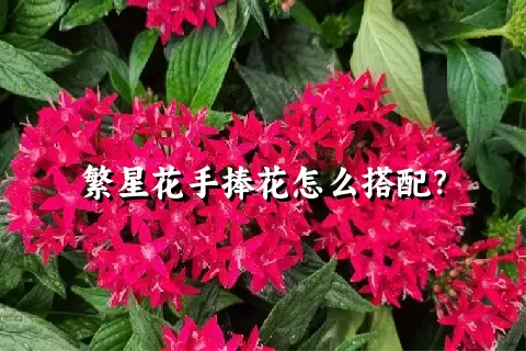 繁星花手捧花怎么搭配？