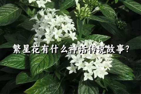 繁星花有什么神话传说故事？