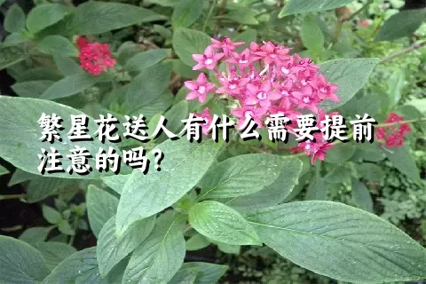 繁星花送人有什么需要提前注意的吗？