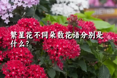 繁星花不同朵数花语分别是什么？