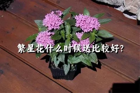 繁星花什么时候送比较好？