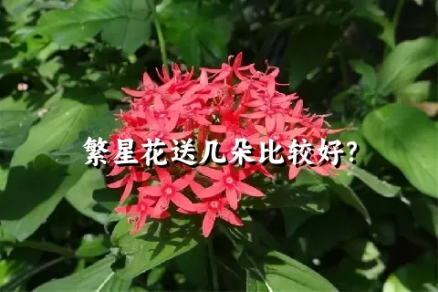 繁星花送几朵比较好？