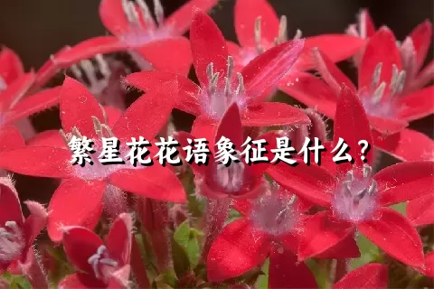 繁星花花语象征是什么？