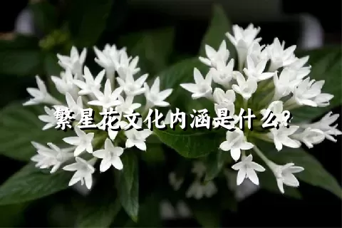 繁星花文化内涵是什么？