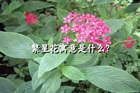 繁星花寓意是什么？