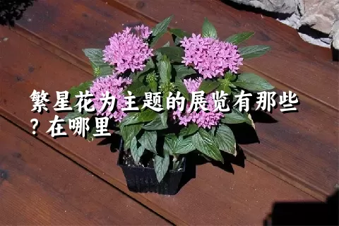 繁星花为主题的展览有那些？在哪里