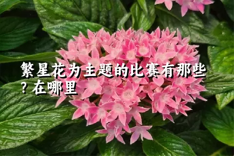 繁星花为主题的比赛有那些？在哪里