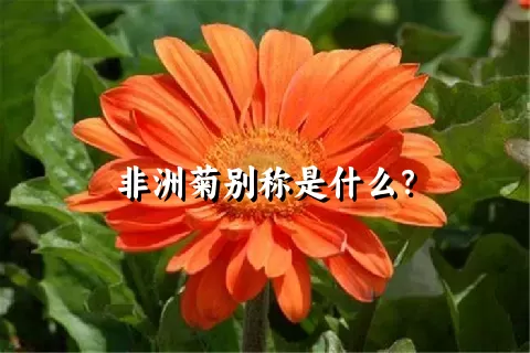 非洲菊别称是什么？