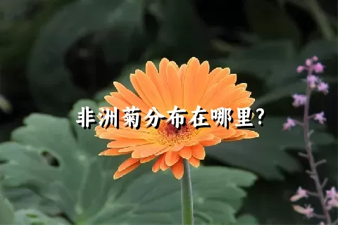 非洲菊分布在哪里?