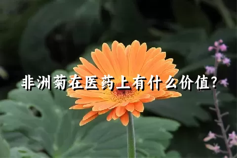 非洲菊在医药上有什么价值？