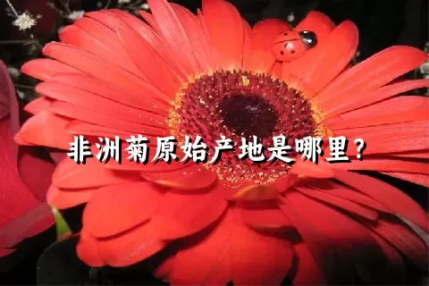 非洲菊原始产地是哪里？