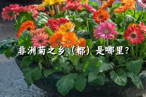 非洲菊之乡（都）是哪里？