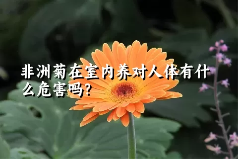 非洲菊在室内养对人体有什么危害吗？