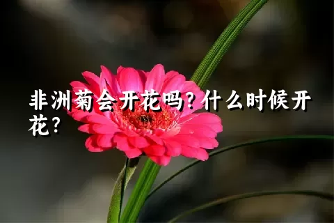 非洲菊会开花吗？什么时候开花？