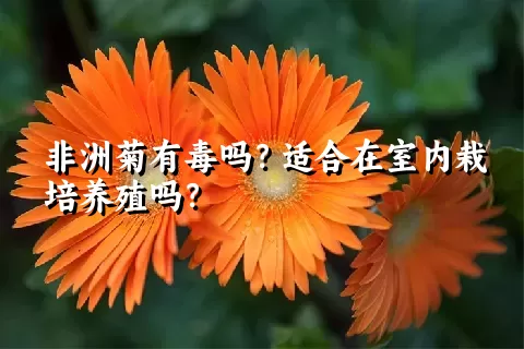 非洲菊有毒吗？适合在室内栽培养殖吗？