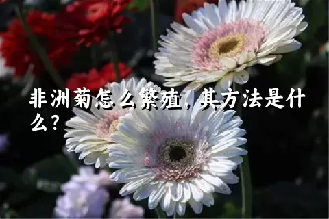 非洲菊怎么繁殖，其方法是什么？