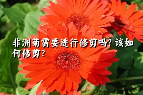 非洲菊需要进行修剪吗？该如何修剪？