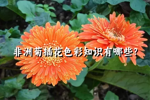 非洲菊插花色彩知识有哪些？