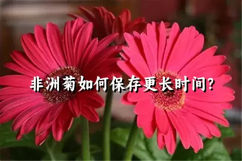 非洲菊如何保存更长时间？