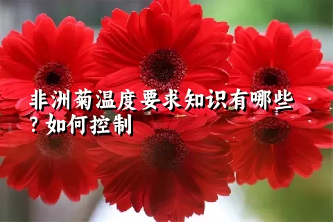 非洲菊温度要求知识有哪些？如何控制