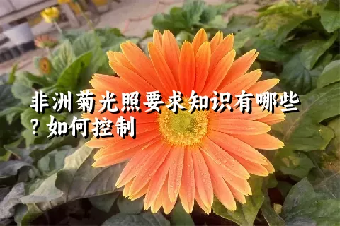 非洲菊光照要求知识有哪些？如何控制