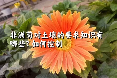 非洲菊对土壤的要求知识有哪些？如何控制