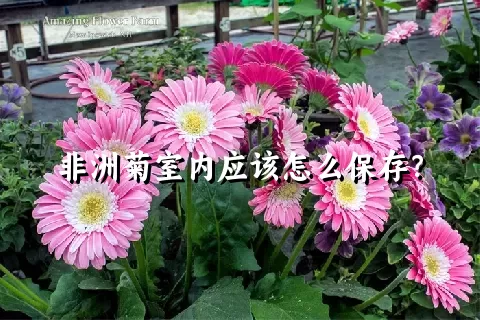 非洲菊室内应该怎么保存？