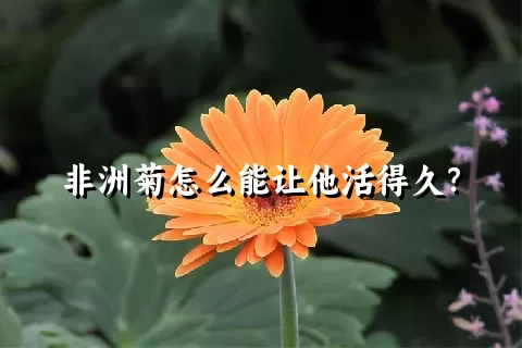 非洲菊怎么能让他活得久？