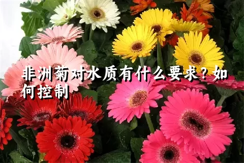 非洲菊对水质有什么要求？如何控制