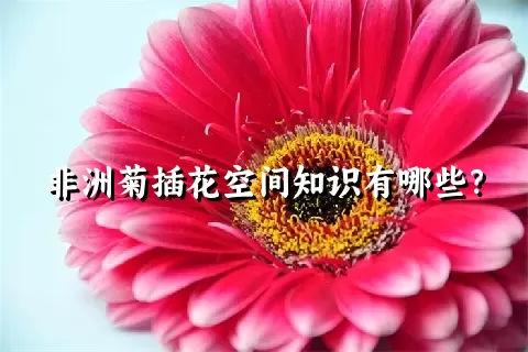 非洲菊插花空间知识有哪些？