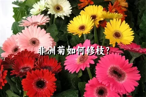 非洲菊如何修枝？