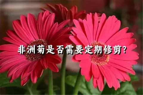 非洲菊是否需要定期修剪？