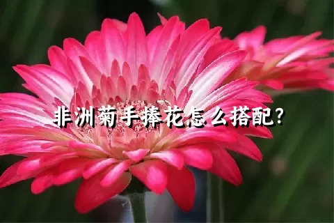 非洲菊手捧花怎么搭配？