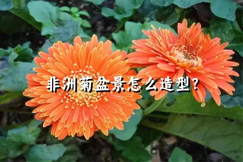 非洲菊盆景怎么造型？