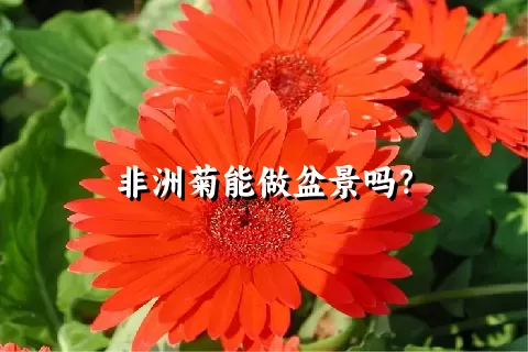 非洲菊能做盆景吗？