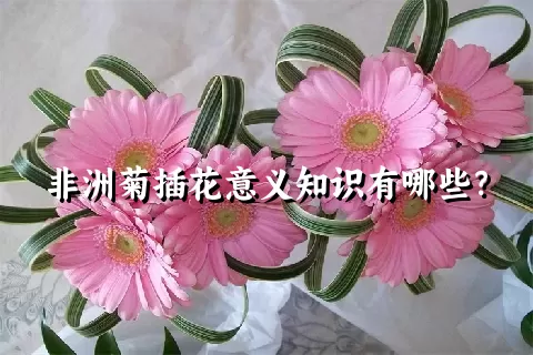 非洲菊插花意义知识有哪些？