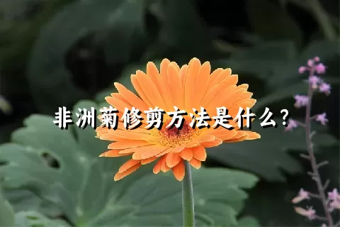 非洲菊修剪方法是什么？