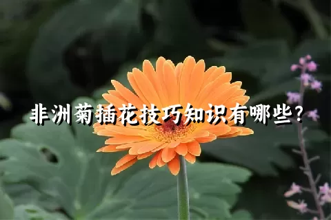 非洲菊插花技巧知识有哪些？